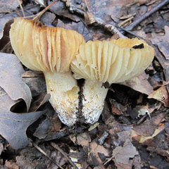 Russula earlei