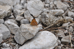 Lycaena li