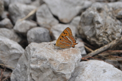 Lycaena li