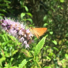 Butleria bissexguttatus