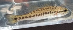 Micropterus henshalli