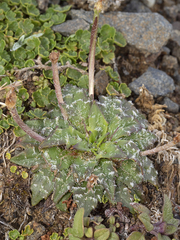 Plantago paradoxa