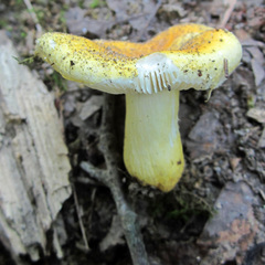 Russula flavida