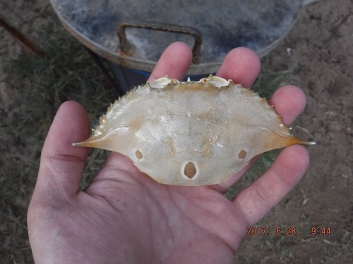 Portunus sanguinolentus