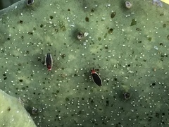 Hesperolabops gelastops