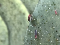 Hesperolabops gelastops