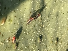 Hesperolabops gelastops