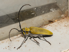Celosterna luteopubens