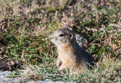 Urocitellus undulatus