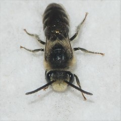 Colletes simulans