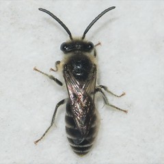 Colletes simulans