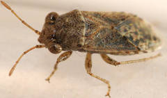 Unicageocoris griseus