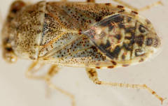 Unicageocoris griseus