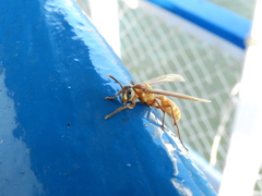 Apoica