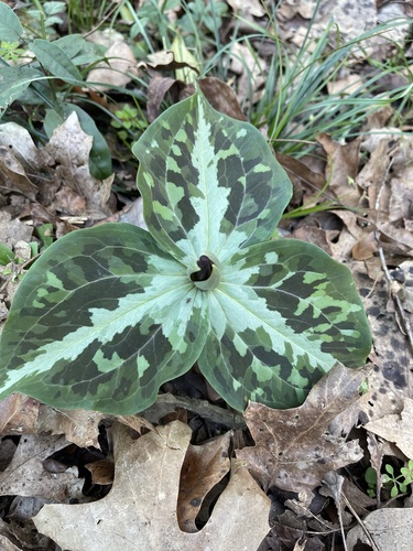 Trillium underwoodii image
