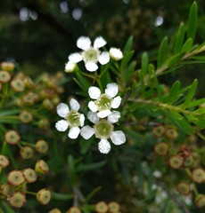 Sannantha pluriflora