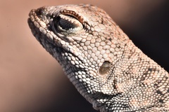 Liolaemus audituvelatus