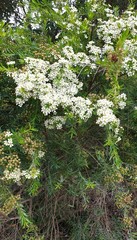 Sannantha pluriflora