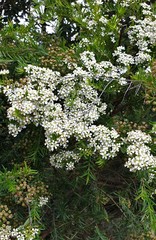 Sannantha pluriflora