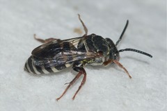 Epeolus scutellaris