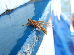 Apoica