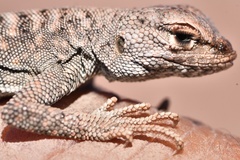 Liolaemus audituvelatus