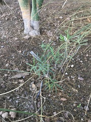 Asclepias angustifolia