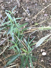 Asclepias angustifolia