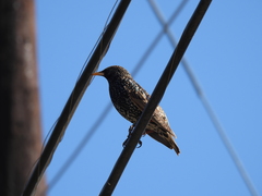 Sturnus vulgaris