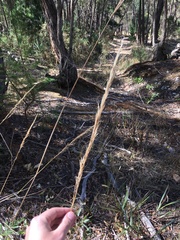 Austrostipa pubinodis