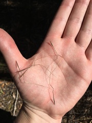 Austrostipa pubinodis