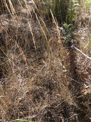 Austrostipa pubinodis