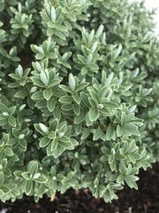 Veronica topiaria