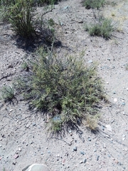 Junellia seriphioides