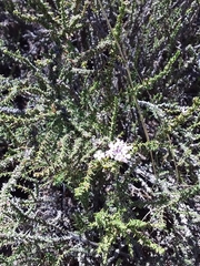 Junellia seriphioides