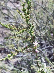 Junellia seriphioides