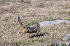 Urocitellus undulatus