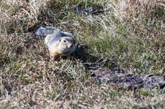 Urocitellus undulatus