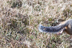 Urocitellus undulatus