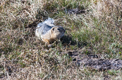 Urocitellus undulatus
