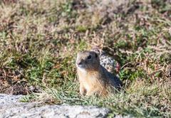 Urocitellus undulatus