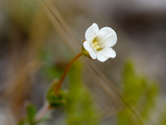 Mitrasacme pilosa stuartii