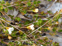 Mitrasacme pilosa stuartii