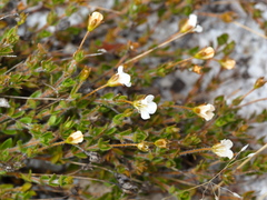Mitrasacme pilosa stuartii