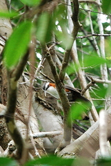 Pomatorhinus bornensis