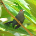 Chestnut-bellied Malkoha - Photo (c) Tan Kok Hui, some rights reserved (CC BY-NC), uploaded by Tan Kok Hui