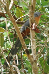 Zanclostomus javanicus