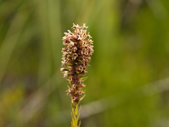 Epacris lanuginosa