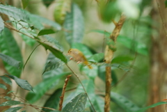 Erpornis zantholeuca