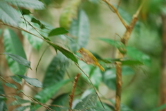 Erpornis zantholeuca